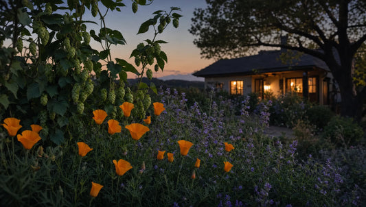California Poppy, Hops, and Skullcap: Herbs for Evening Calm