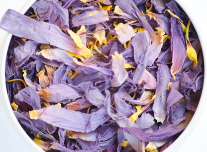 Bear Blend Blue Lotus Flower